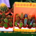 © Killzero Hitori | Cactaceae