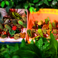 © Killzero Hitori | Cactaceae