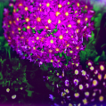 © Killzero Hitori | Cactaceae