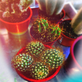 © Killzero Hitori | Cactaceae