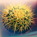 © Killzero Hitori | Cactaceae