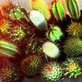 © Killzero Hitori | Cactaceae
