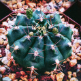© Killzero Hitori | Cactaceae