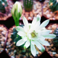 © Killzero Hitori | Cactaceae