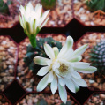 © Killzero Hitori | Cactaceae