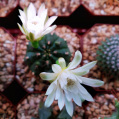 © Killzero Hitori | Cactaceae