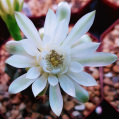 © Killzero Hitori | Cactaceae