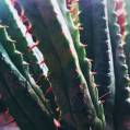 © Killzero Hitori | Cactaceae