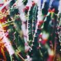© Killzero Hitori | Cactaceae